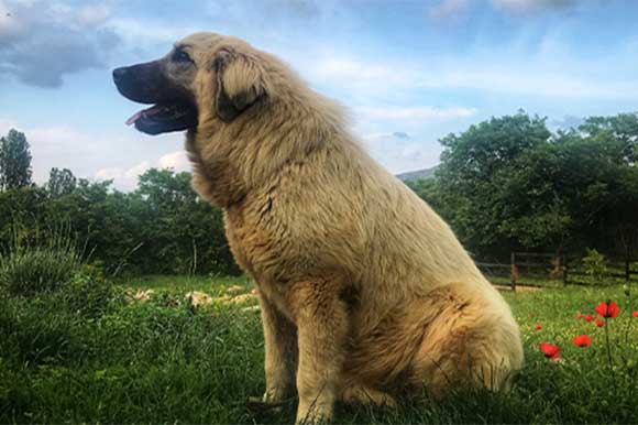 Stela by Stojan Vujicic